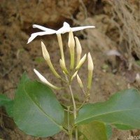 Jasminum flexile Vahl